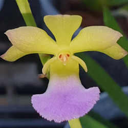 CHRISTENSONIA VIETNAMICA HYBRID