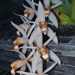 COELOGYNE SWANIANA