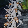 COELOGYNE SWANIANA