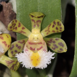 GASTROCHILUS RUTILANS