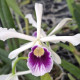 LAELIA PURPURATA UBA TUBA