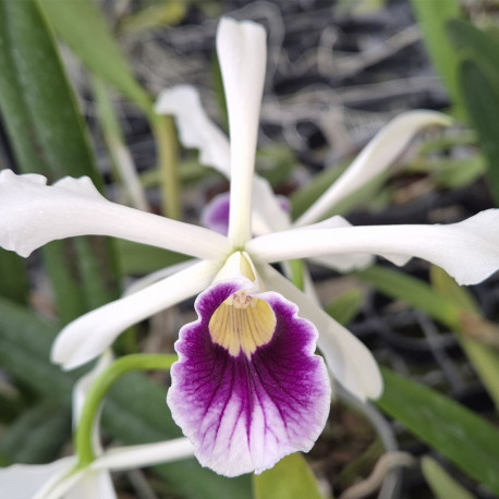 LAELIA PURPURATA UBA TUBA