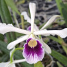 LAELIA PURPURATA UBA TUBA