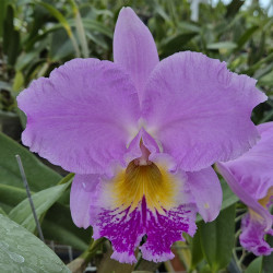 LAELIOCATTLEYA BEATRIZ KUNNING ARANDA