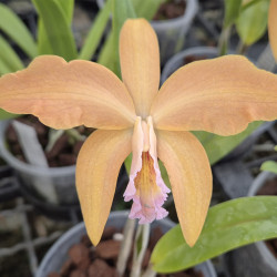 LAELIOCATTLEYA HODGKINSONIAE MOSSIAE X HARPOPHYLLA