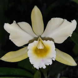 LAELIOCATTLEYA HON MRS ASTOR CATT GASKELLIANA X LAELIA XANTHINA