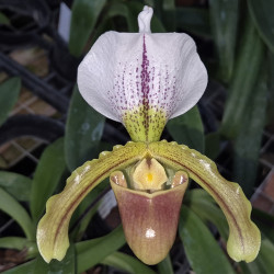 PAPHIOPEDILUM LEEANUM INSIGNE X SPICERIANUM