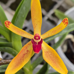 RENANTHERA IMSHOOTIANA X VANDA CRISTATA