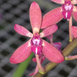 RENANTHERA VIETNAMENSIS X SEIDENFADENIA MITRATA ALBA