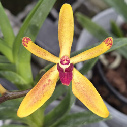 RENANTHERA VIETNAMENSIS X VANDA CRISTATA