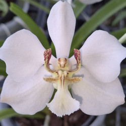 VANDA BARNESII