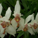 CYMBIDIUM ERYTHROSTYLUM