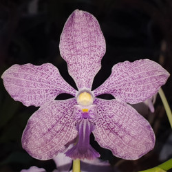 VANDA COERULEA X ROEBLINGIANA