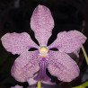 VANDA COERULEA X ROEBLINGIANA