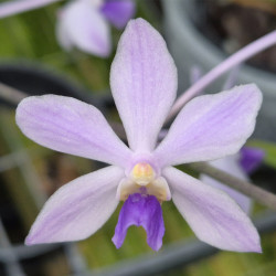 VANDA COERULESCENS X HOLCOGLOSSUM AMESIANUM
