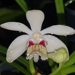 VANDA PUMILA X HOLCOGLOSSUM RUPESTRE