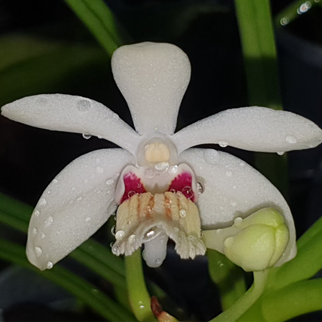 VANDA PUMILA X HOLCOGLOSSUM RUPESTRE