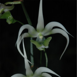 AERANTHES HENRICII