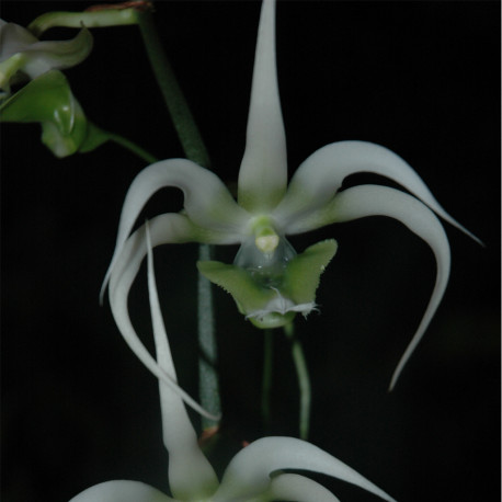 AERANTHES HENRICII