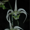 AERANTHES HENRICII
