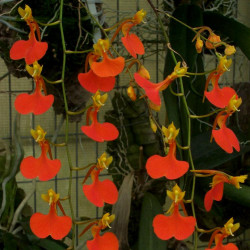 COMPARETTIA IGNEA
