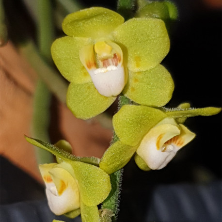 CHILOSCHISTA PARISHII GREEN
