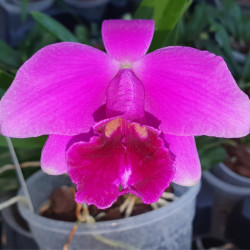 LAELIA PUMILA