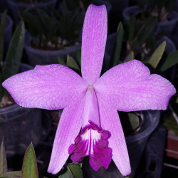 LAELIA SINCORANA