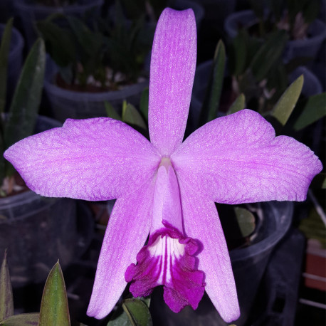 LAELIA SINCORANA