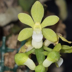 POMATOCALPA ANGUSTIFOLIA ALBA