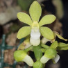 POMATOCALPA ANGUSTIFOLIA ALBA