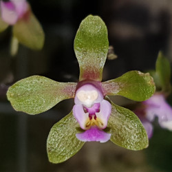 PHALAENOPSIS STROBARTIANA