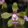 PHALAENOPSIS STROBARTIANA