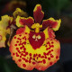 TOLUMNIA FLYER LADY BUG