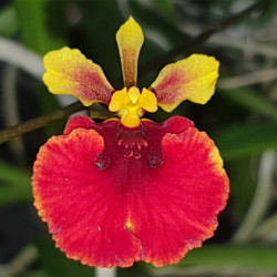 TOLUMNIA FLYER RED CHERRY
