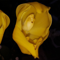 ANGULOA CLOWESII