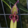 BULBOPHYLLUM FASCINATOR SEMIALBA