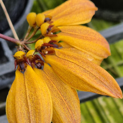 BULBOPHYLLUM MASTERSIANUM