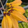BULBOPHYLLUM MASTERSIANUM