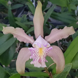 CATTLEYA KERRII X SCHILLERIANA
