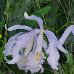 CATTLEYA MAXIMA BLUE