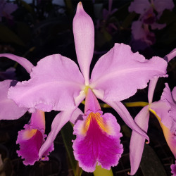 CATTLEYA JENMANII COLOURED