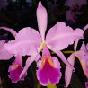 CATTLEYA JENMANII COLOURED