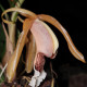 COELOGYNE SPECIOSA SALMONICOLOR