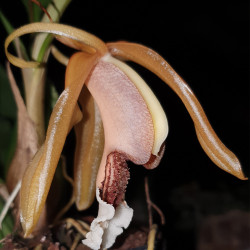 COELOGYNE SPECIOSA SALMONICOLOR