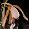 COELOGYNE SPECIOSA SALMONICOLOR