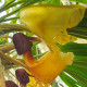 CORYANTHES MISASII