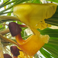 CORYANTHES MISASII