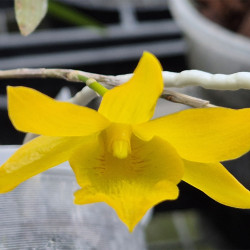 DENDROBIUM HANCOCKII