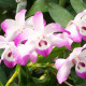 DENDROBIUM LINAWIANUM